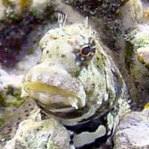 Stone Fish    Pau Pau Beach      Saipan by Martin Dalsaso 